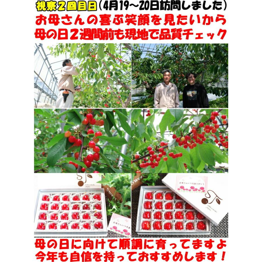 クール便】 さくらんぼ 1kg l - 2l- 3l 紅秀峰 佐藤錦 大将錦 紅王