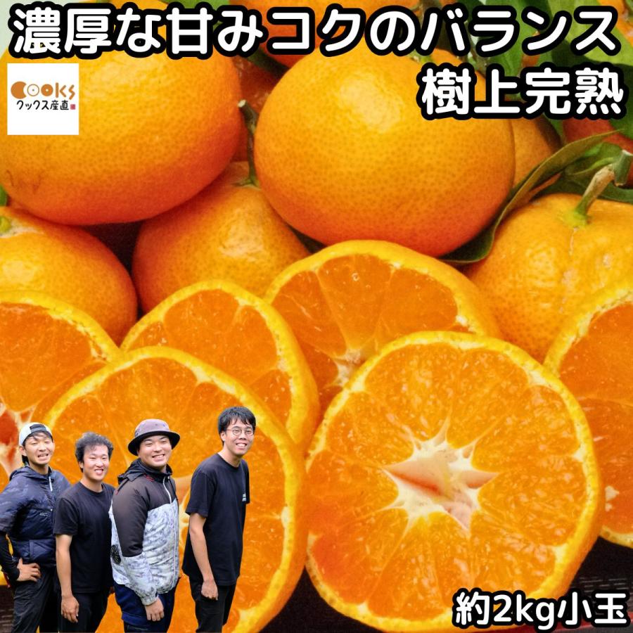 みかん 愛媛 明浜 甘い 美味しい 糖度 2kg s〜2s 小玉 樹上完熟 早生