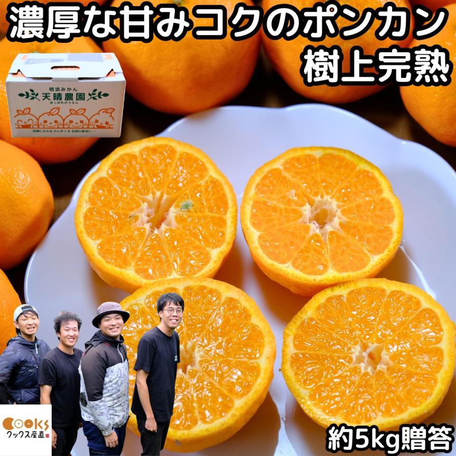 みかん ポンカン 愛媛 明浜 甘い 美味しい 糖度 5kg s〜L 樹上完熟 笑