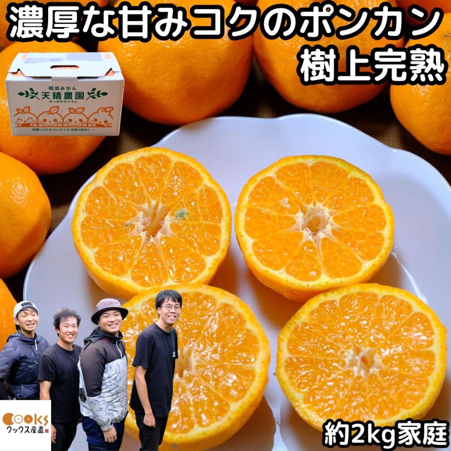 みかん ポンカン 愛媛 明浜 訳あり 甘い 美味しい 糖度 2kg s〜L 家庭
