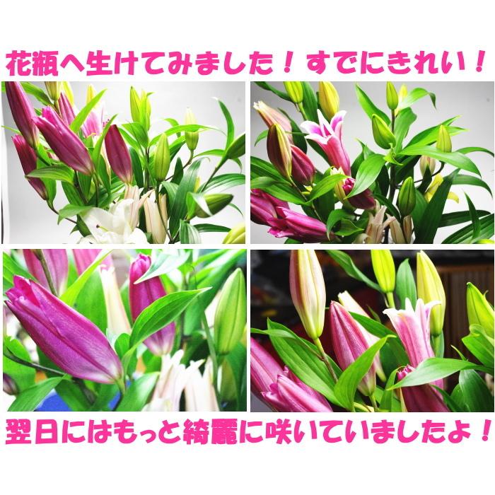 花 ユリ 花束 大輪 父の日 ギフト 白 5本 1本 増量 25輪 誕生日 ゴージャス プレゼント 花持ちが１週間違う 花農家直送 百合 旬の ゆり ホワイト ユリ花束 古典