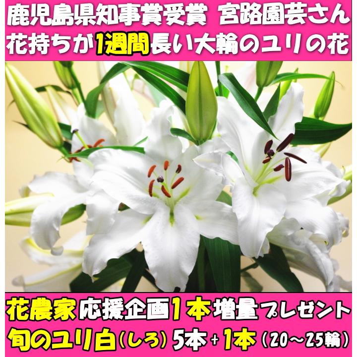 3444円 超目玉 父の日 花 ギフト ユリ 花束 プレゼント 送料無料 白ユリ