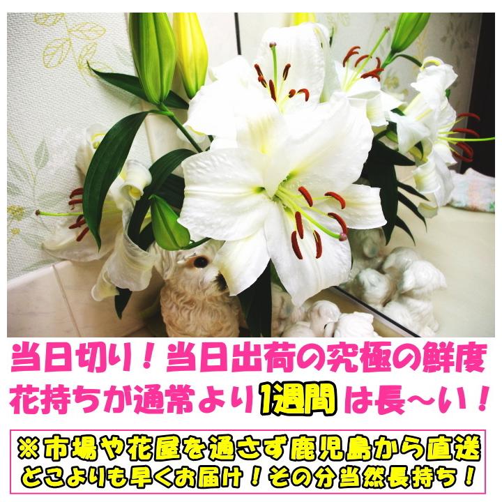 花 ユリ 母の日 花束 大輪 ギフト ミックス 10本 1本 増量 40 45輪 お歳暮 御中元 誕生日 ゴージャス 花持ちが１週間違う 花農家直送 生花 百合 旬の ゆり Mix Hana 11 クックス産直ヤフー店 通販 Yahoo ショッピング