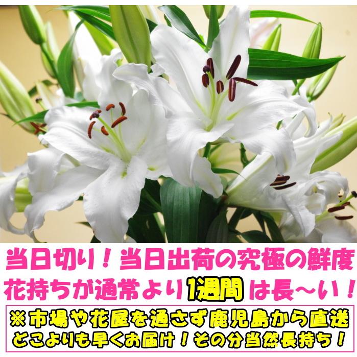 花 ユリ 花束 大輪 ギフト 白 10本 1本 増量 40 45輪 お歳暮 誕生日 ゴージャス プレゼント 花持ちが１週間違う 花農家直送 生花 百合 旬の ゆり ホワイト Hana 23 クックス産直ヤフー店 通販 Yahoo ショッピング