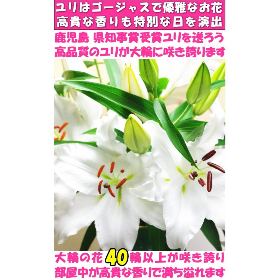 花 ユリ 花束 大輪 父の日 ギフト 白 10本 1本 40 45輪 お中元 誕生日 ゴージャス プレゼント 花持ちが１週間違う 花農家直送 百合 ホワイト ユリ花束 Hana 23 クックス産直ヤフー店 通販 Yahoo ショッピング