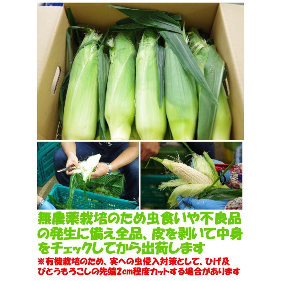 とうもろこし 無農薬 Jas認定 有機栽培 オーガニック 生でも食べれる トウモロコシ 食べ比べ 白色3本 黄色3本 合計6本 茨城産 レインボーフューチャー 送料無料 Ibaraki Rainbow 01 クックス産直ヤフー店 通販 Yahoo ショッピング