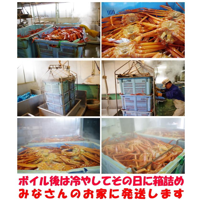 カニ 訳あり 紅ずわいがに 5尾 未冷凍 水揚げ当日出荷 新鮮 ボイル 蟹 送料無料 鳥取 境港直送 かに 姿 わけあり 紅ずわい蟹 B級品 5尾 Katsukibeni 06 クックス産直ヤフー店 通販 Yahoo ショッピング