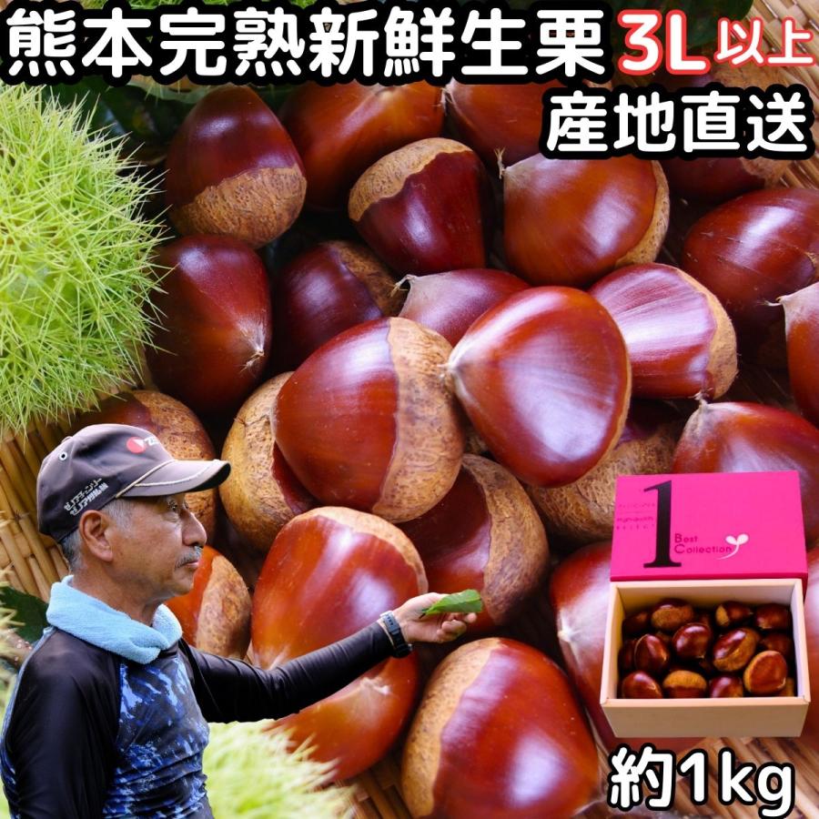 栗 熊本 生栗 大粒 新鮮 完熟 高級 美味しい ギフト 約1kg 3L サイズ