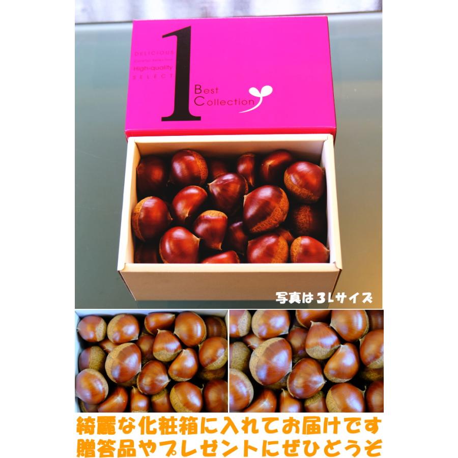 栗 熊本 生栗 大粒 新鮮 完熟 高級 美味しい 生栗 ギフト 約1.5kg 3L 