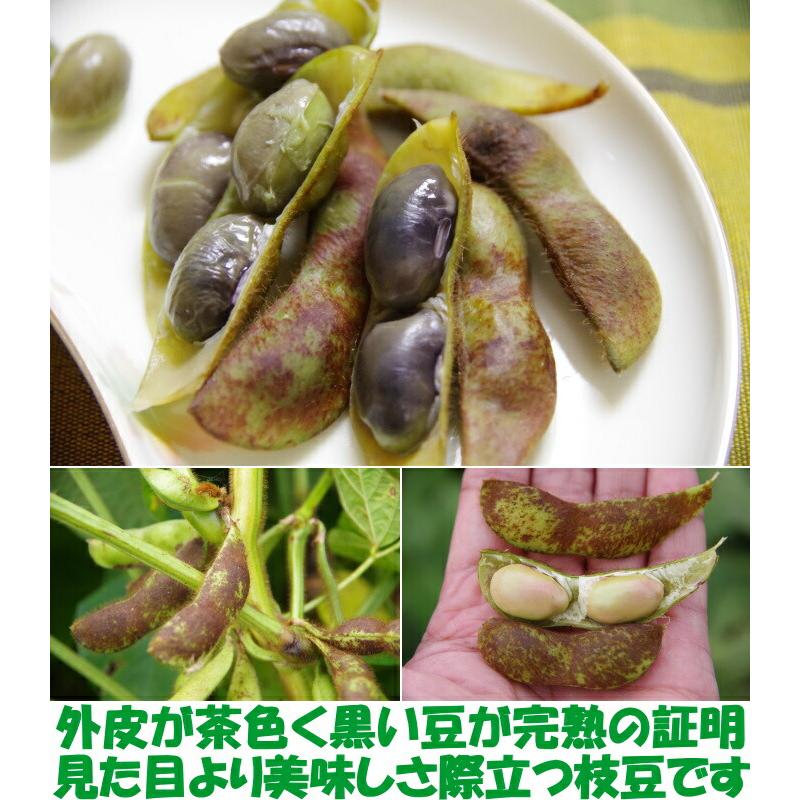 枝豆 丹波 黒豆 完熟 美味しい 黒枝豆 丹波篠山 大粒 1kg 500g×2 枝豆 丹波 黒豆 完熟 美味しい 黒枝豆 丹波篠山 大粒 1kg 500g×2