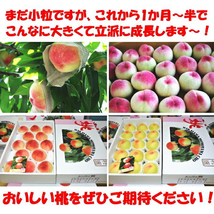 桃 和歌山 お中元 ギフト あら川の桃 2kg 6玉 大玉 特秀 高級デパート