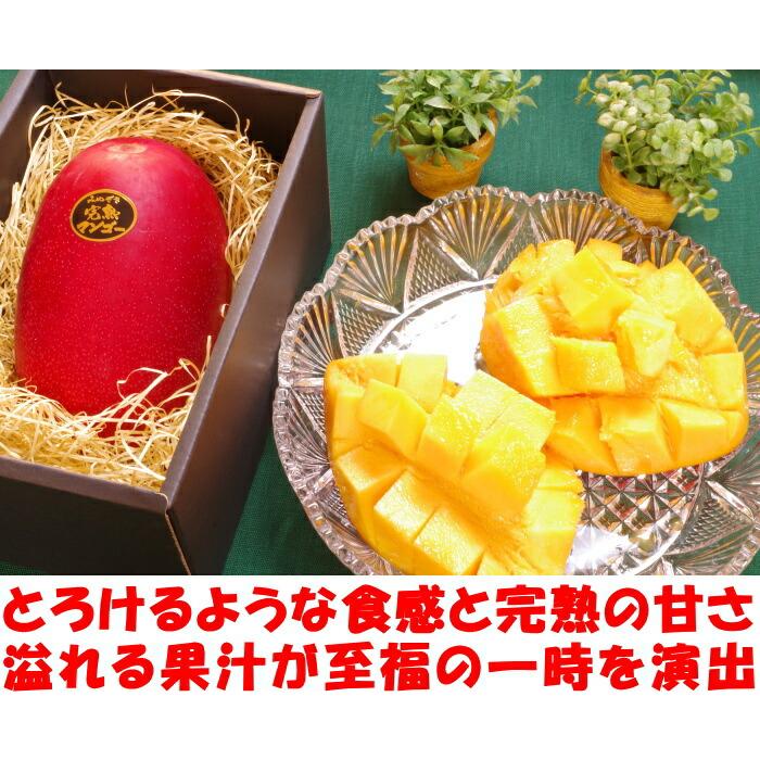 マンゴー 父の日 2玉 ギフト 宮崎 完熟マンゴー 赤秀 糖度15度 3l 化粧