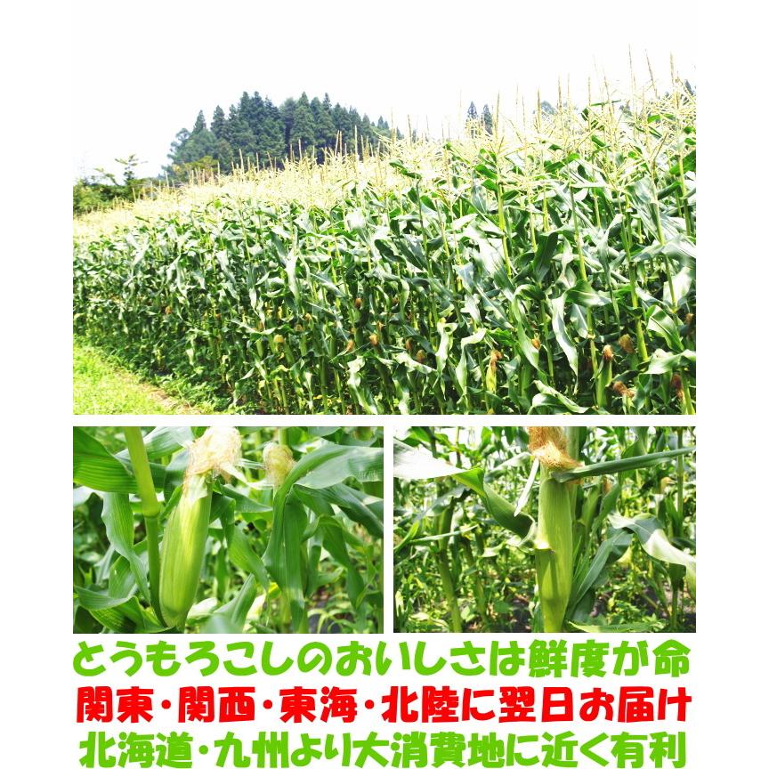 とうもろこし 桃より甘い 生で食べれる 累計190 000本突破 県外不出 甘い 朝採 恵味 長野産 生トウモロコシ 2l L サイズ 10 12本 お中元 内祝 21 送料無料 Nagano Corn01 クックス産直ヤフー店 通販 Yahoo ショッピング