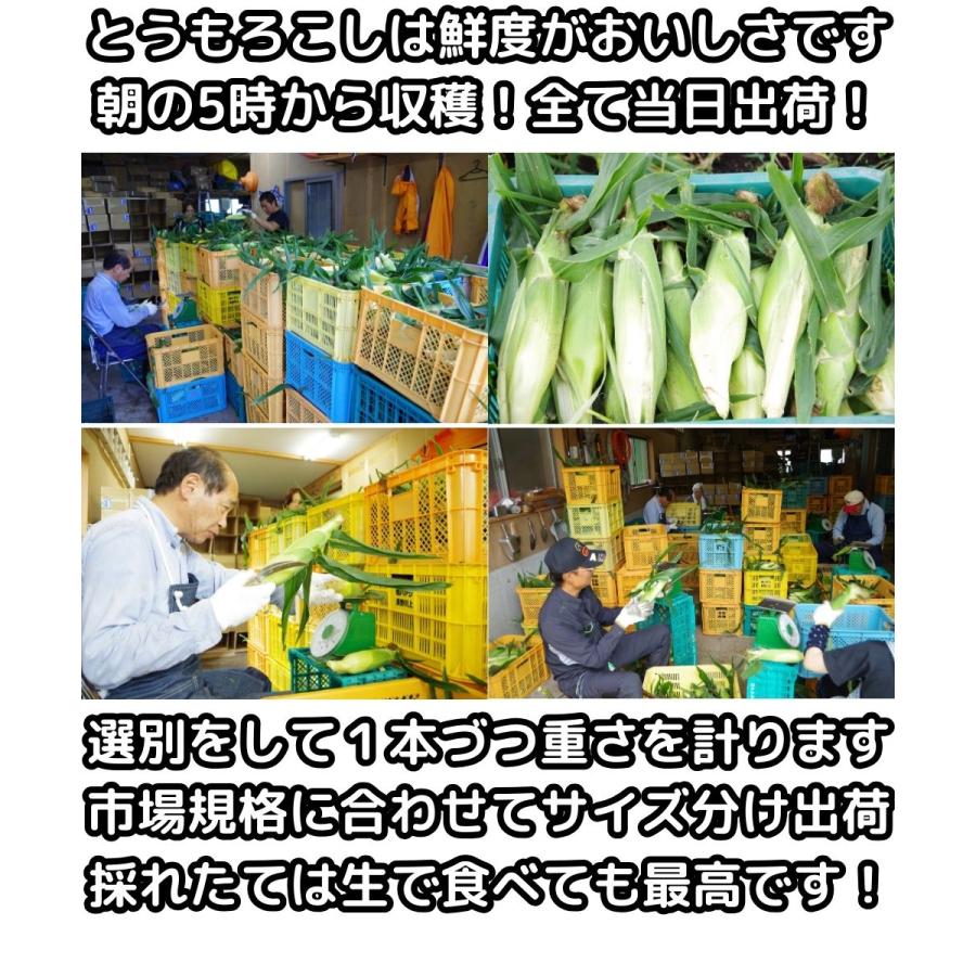 とうもろこし 桃より甘い 最高糖度20度 56万本突破 生食Ok 長野 信濃町