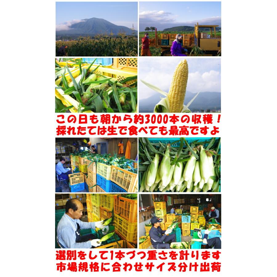 45万本突破 桃より甘い とうもろこし A品 2L〜L 10〜12本 生で食べれる 県外不出 甘い 朝採 恵味 長野 御中元｜cooksanchoku｜12