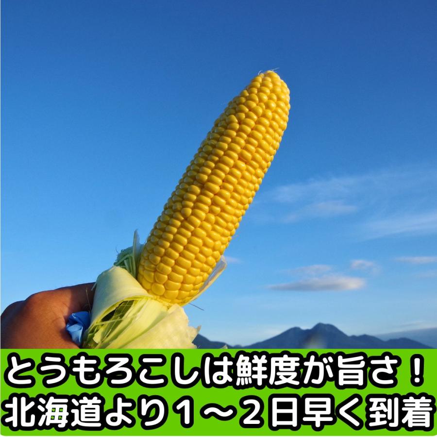 絶賛出荷中】 とうもろこし 桃より甘い 最高糖度20度 50万本突破 長野