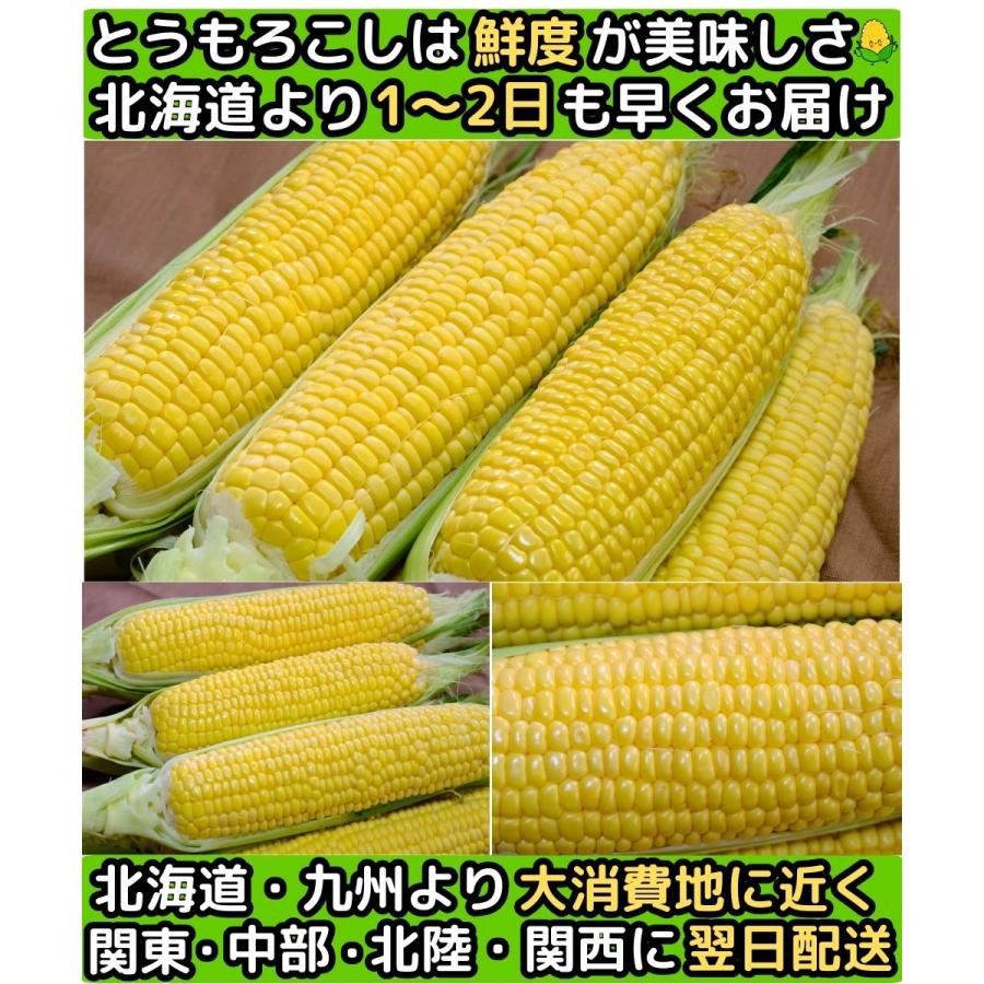 とうもろこし 桃より甘い 最高糖度20度 56万本突破 生食Ok 長野 信濃町