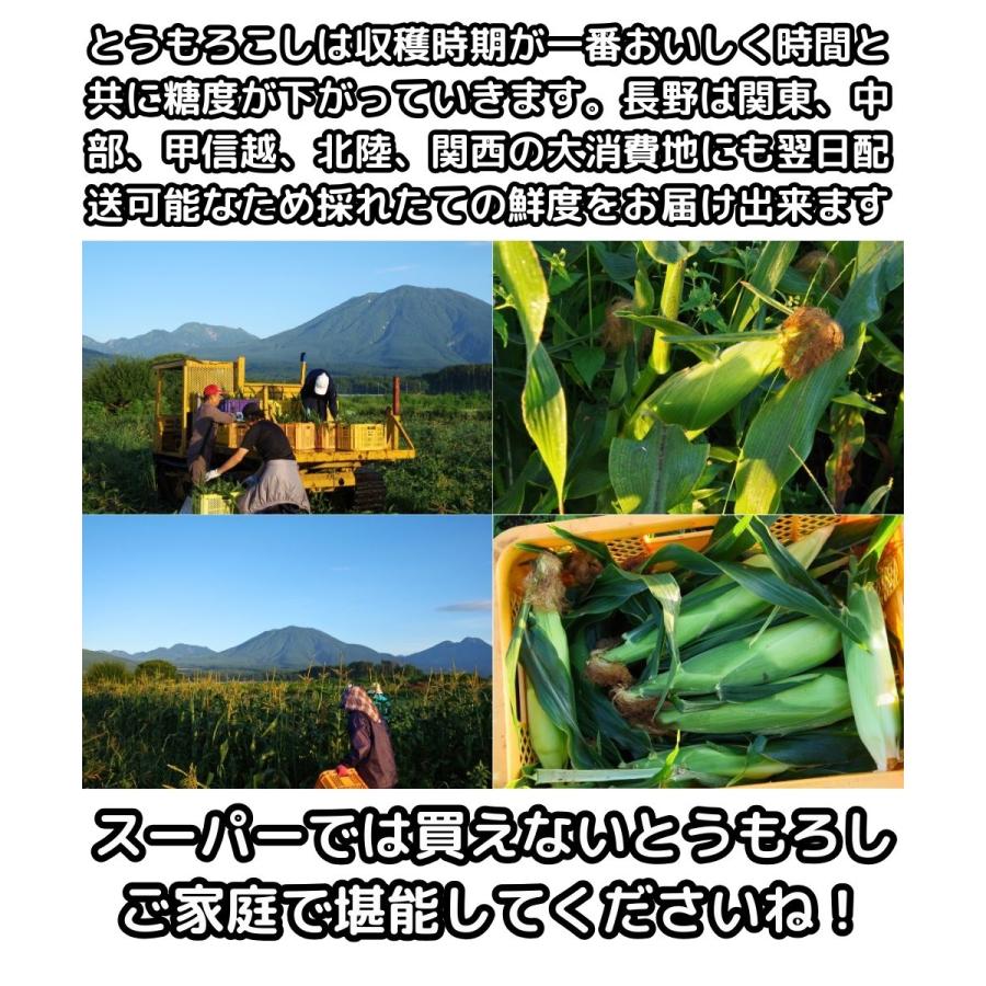 とうもろこし わけあり 桃より甘い 2L-L混合 12本 朝採 甘い 県外不出