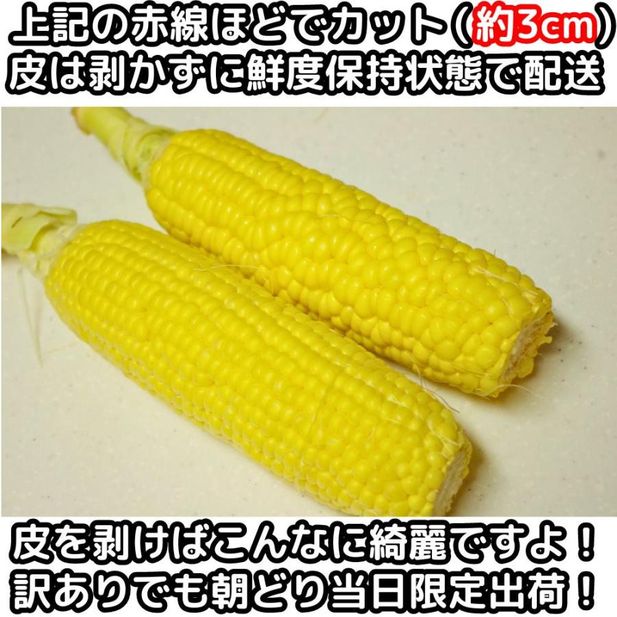 とうもろこし わけあり 桃より甘い 2L-L混合 12本 朝採 甘い 県外不出