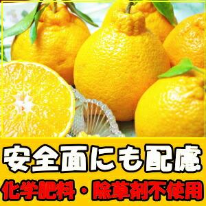 不知火 デコポン 同品種 熊本 お歳暮 贈答用 高級 甘い 中玉 ハウス 不知火 3kg 9〜11玉 熊本 芦北 ひまちゃん農園 ギフト プレゼント 御歳暮 2023｜cooksanchoku｜03