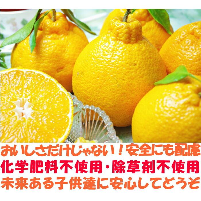 デコポン 同品種 不知火 訳あり 5kg 熊本 鮮度保持袋入 個包装 甘い