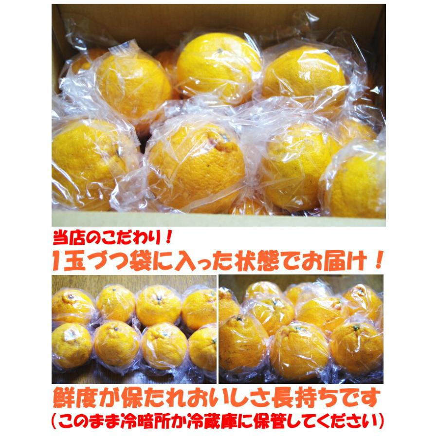 デコポン 同品種 不知火 訳あり 10kg 熊本 鮮度保持袋入 個包装 甘い