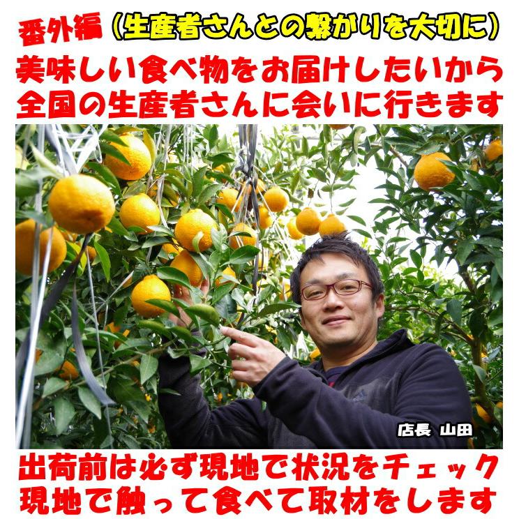 8初売り価格　熊本産　デコポン約10kg お買い得　家庭用　送料無料 3箱同時購入で1箱増量】デコポン 熊本県産 約1.2kg 4～6玉 送料無料