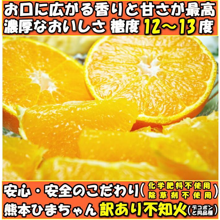 デコポン 同品種 不知火 訳あり 10kg 熊本 鮮度保持袋入 個包装 甘い