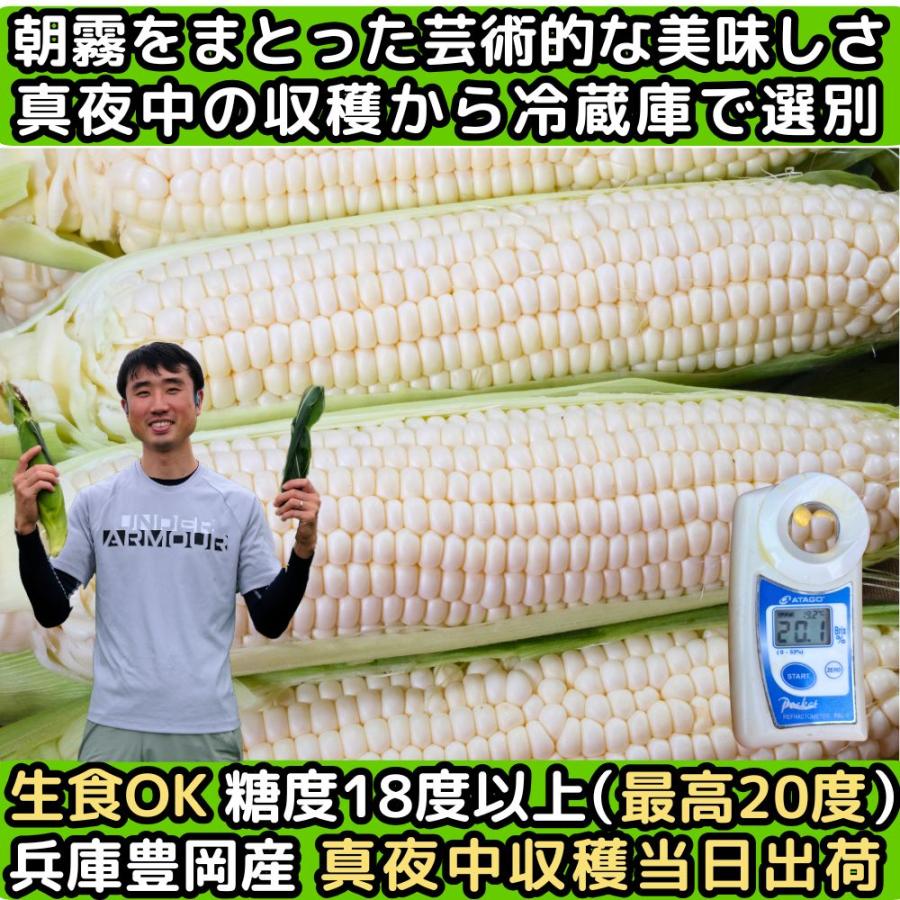 とうもろこし 甘い ギフト お中元 真夜中 トウモロコシ 生で食べれる