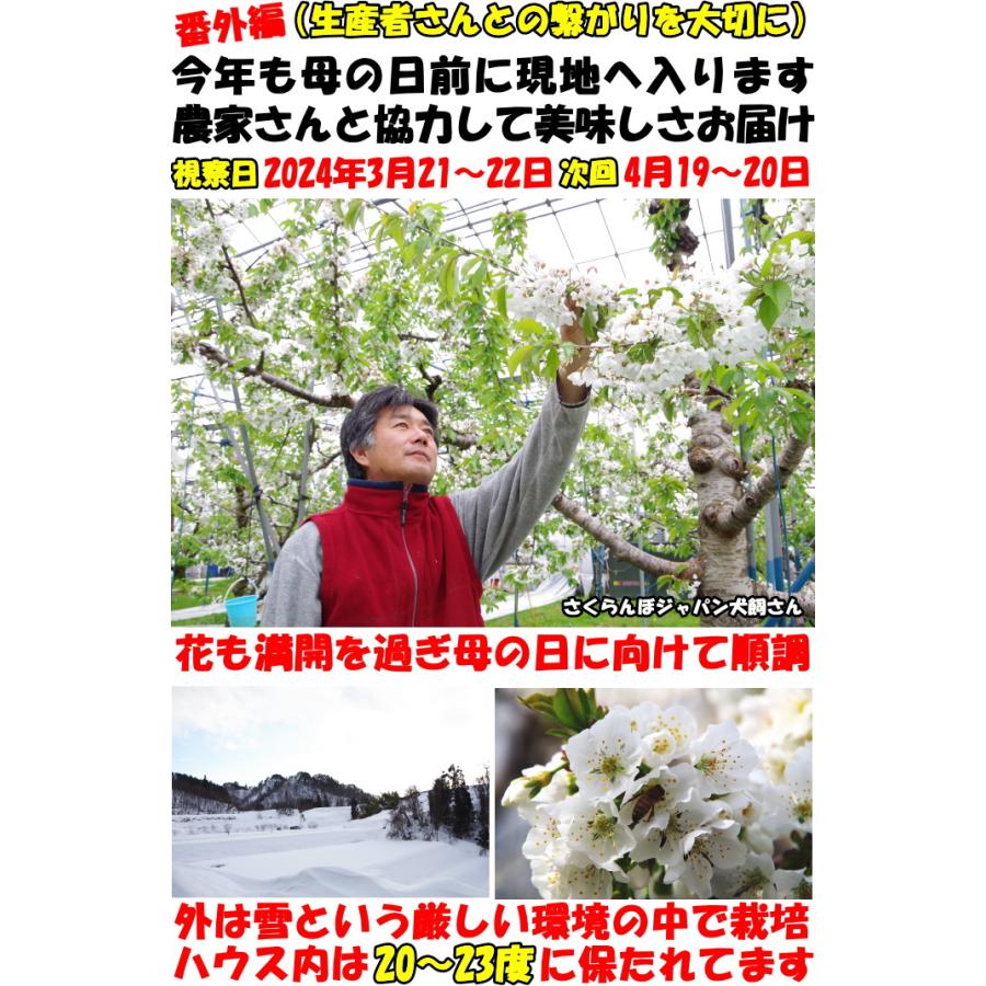 さくらんぼ 母の日 ギフト プレゼント 24粒 特選 2Ｌ〜L大 佐藤錦 紅秀峰 東京某高級店御用達 山形 完熟｜cooksanchoku｜13