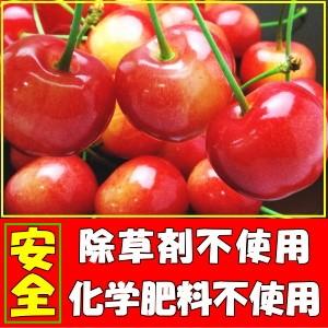 さくらんぼ 訳あり 佐藤錦 紅秀峰 送料無料 山形 寒河江  サクランボ わけあり L- M サイズ 1kg 家庭用 東京某高級店も認めるさくらんぼ｜cooksanchoku｜03