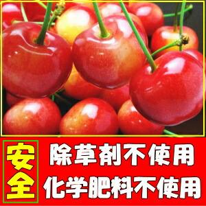 さくらんぼ 訳あり 1kg 家庭用 佐藤錦 紅秀峰 山形 寒河江 L- M サイズ
