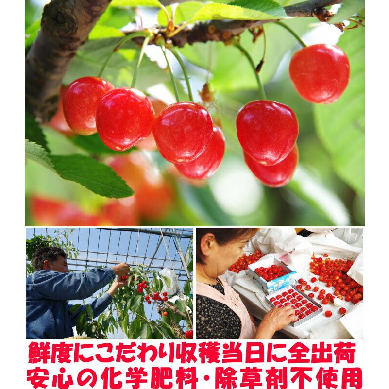 さくらんぼ 母の日 ギフト 3L〜2L大 24粒 東京某高級店御用達 佐藤錦