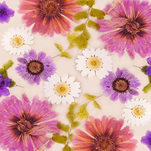 Xs対応 パープルガーベラ エレガントで上品なドライフラワー 押し花uvレジン Spca0141ppg スマホケース Iphoneケース Spca0141ppg Cororin 通販 Yahoo ショッピング