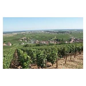 1985 Chambolle Musigny， Robert Doucet シャンボール ミュジニ 1985 ロベール ドゥーセ マレノン　ヴェルサン　ノール　赤　2018年　750ml/12本 MARRENON　VERSANT NORD.254e SK1287547240(12210円)