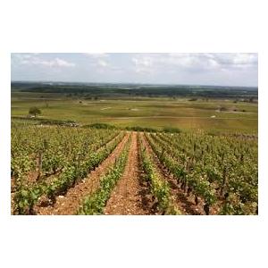 1985 Chambolle Musigny， Robert Doucet シャンボール ミュジニ 1985 ロベール ドゥーセ マレノン　ヴェルサン　ノール　赤　2018年　750ml/12本 MARRENON　VERSANT NORD.254e SK1287547240(12210円)