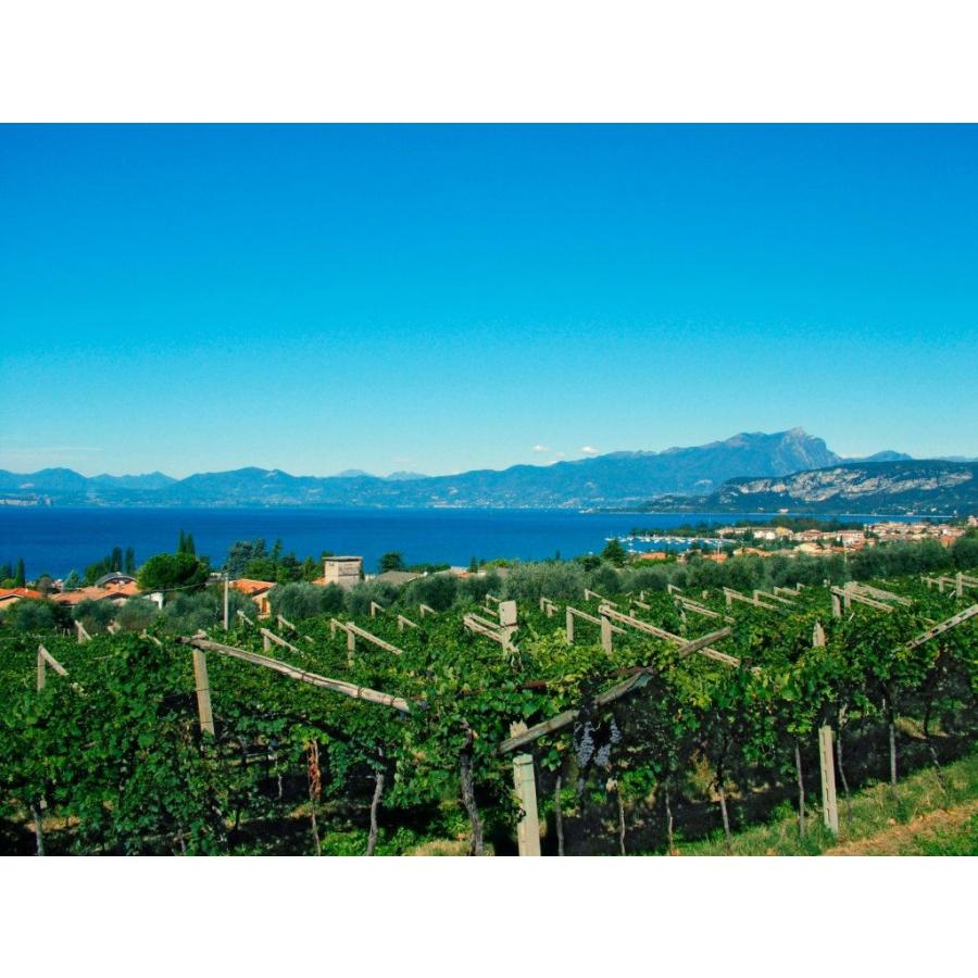 1957 Bardolino Extra Superior Bruno Ferrari バルドリーノ エクストラ スペリヨーレ 1957 ブルーノ フェッラーリ It 30w コルトン 通販 Yahoo ショッピング