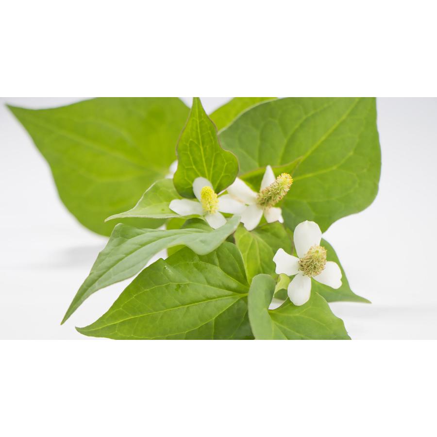 どくだみ化粧水 500ml ドクダミエキス 甘草エキス どくだみ ボタニカル化粧水 ローション 無着色 ローズ水 合成香料無添加 しっとり バラの香り 地の塩社 Cosmestreet 通販 Yahoo ショッピング