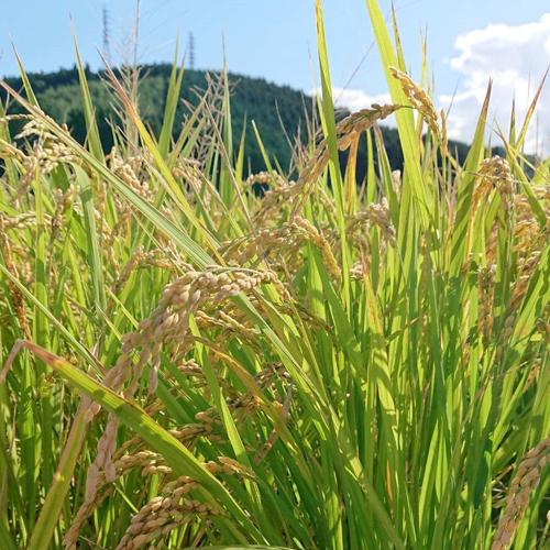 令和5年 山香米 ひのひかり(精米)10kg(5kg×2) 有機質肥料使用 杵築市