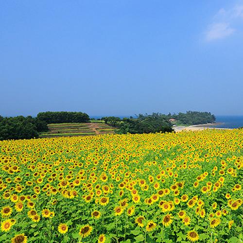 油花 花の岬 フレーバーオイル バジル+ひまわり油 115g×2個セット 送料無料｜cosmebox｜03