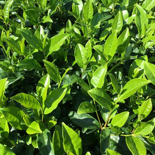 大分県佐伯市本匠産 釜炒り因尾茶 上選 100g お茶 日本茶 茶葉 国産 九州産 やぶきた 釜茶製法 小野農園｜cosmebox｜06