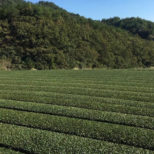 大分県佐伯市本匠産因尾茶葉とオリーブの葉を発酵させた オリーブ紅茶 3g×12個 ブレンドティー 水出しOK 国産 九州産 小野農園｜cosmebox｜05