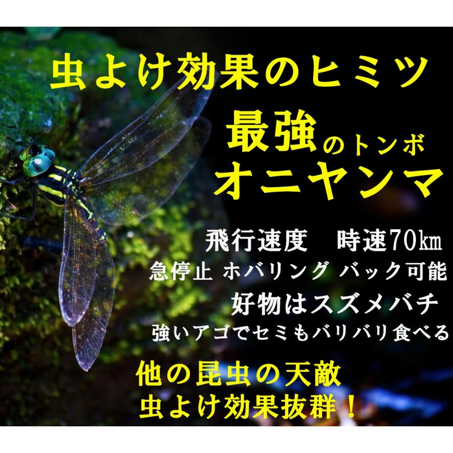 オニヤンマ 虫除け 虫よけ オニヤンマ 君 キャンプ アウトドア 蚊 屋外 グッズ バーベキューゴルフ トンボ 安全ピン フィギュア ストラップ 12cm 効果 模型｜cosmos-shizen｜02