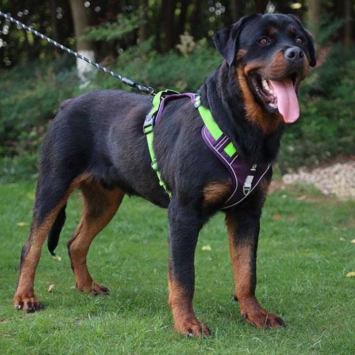 犬用 ハーネス 散歩 反射布付き 犬 ペット 超小型犬 小型犬 中型犬 大型犬 散歩 ワンちゃん 愛犬 反射テープ 夜道 丈夫 | COTEN | 13