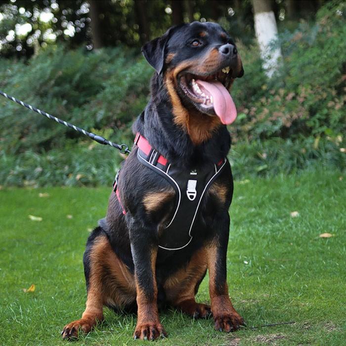 犬用 ハーネス 散歩 反射布付き 犬 ペット 超小型犬 小型犬 中型犬 大型犬 散歩 ワンちゃん 愛犬 反射テープ 夜道 丈夫 | COTEN | 15