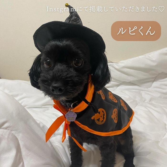 ハロウィン 犬 マント 帽子 2点セット 仮装 コスプレ コスチューム 簡単着脱 かぼちゃ パンプキン 可愛い 小型犬 マジックテープ COTEN | COTEN | 04