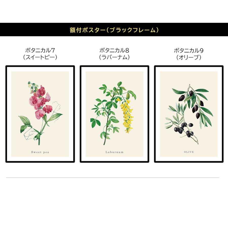 【額付】ポスター ボタニカルデザイン 全9種 アートポスター ブラックフレーム A4｜coulange｜03