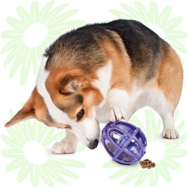 S Petsafe キブルニブル ビジーバディシリーズ ペットセーフ プラスチック 知育トイ 犬 知育玩具 知育おもちゃ おやつ取出し 小型犬 中型犬用 おもちゃ Ps Kib S Country Field 通販 Yahoo ショッピング