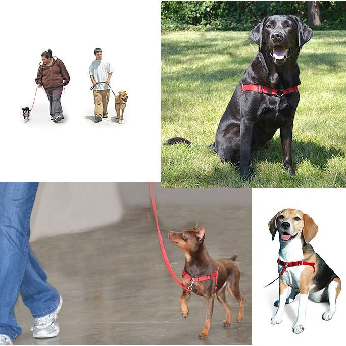 【Mサイズ・3色】引っ張り抑止胴輪 センシブルハーネス 中型犬向け ハーネス メール便送料無料|countryfield|02