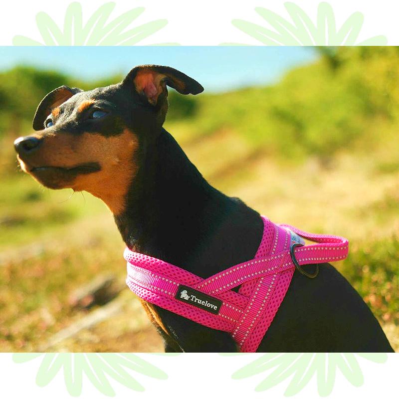 Truelove 犬 ハーネス ソフトメッシュ スポーツハーネス 簡単装着 おしゃれ かっこいい 軽い 丈夫 リフレクティブ 快適 ソフトパッド メッシュ 犬用 Tl Meshharness Country Field 通販 Yahoo ショッピング